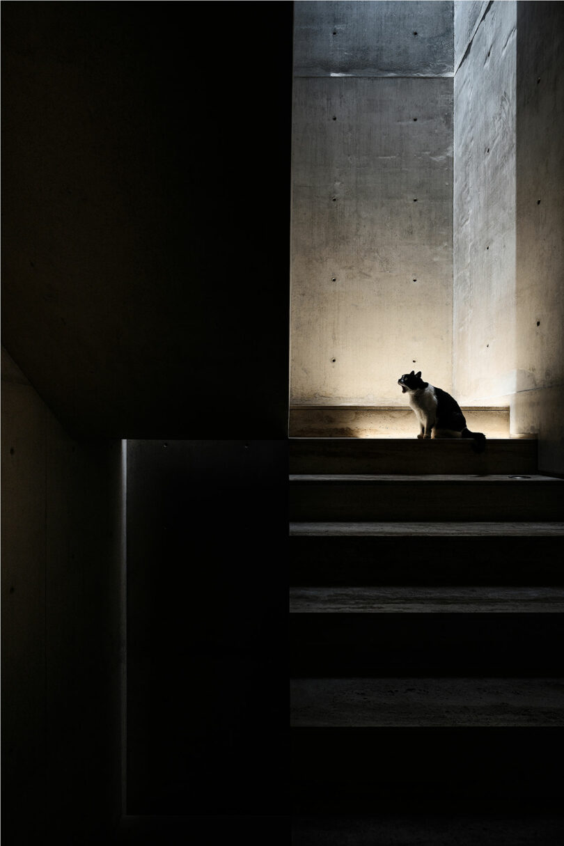 A black and white cat sits on a concrete stairwell, illuminated by natural light coming from above in a mostly shadowed, minimalist space.