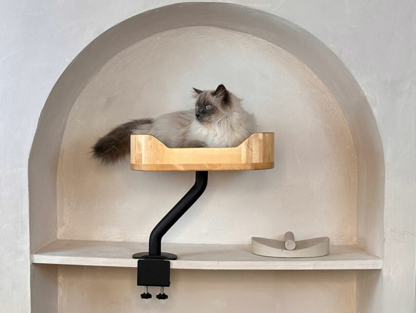 A fluffy grey and white cat is resting in an Ergo Purrch wooden wall-mounted cat perch inside an arched alcove with minimalist decor.