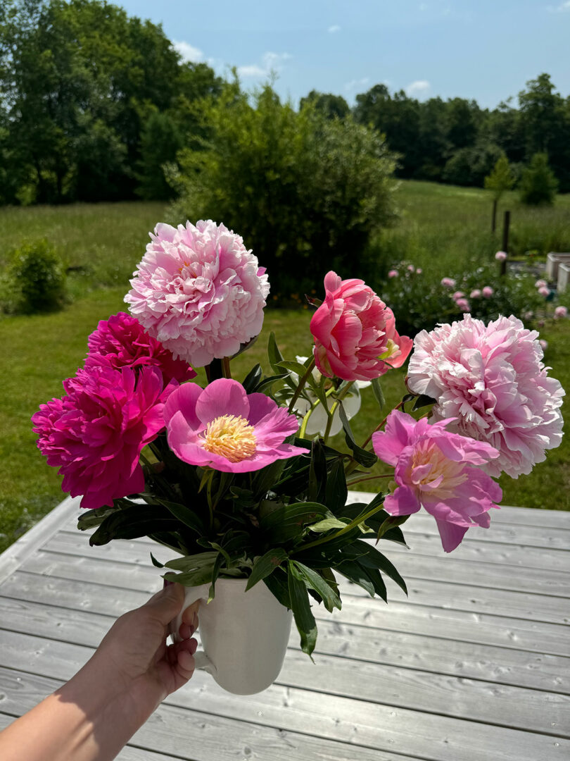 A hand holds a white vase filled with pink and magenta peonies on a wooden deck with a grassy field and trees in the background.