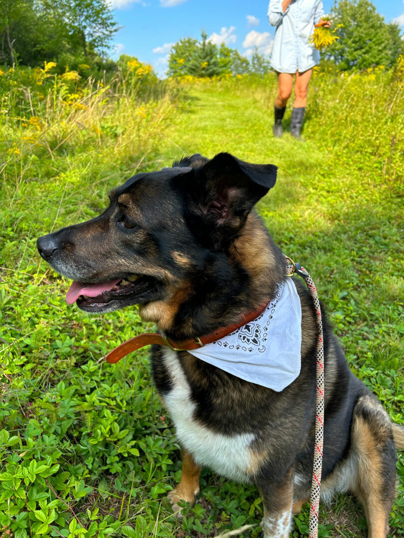 A dog wearing a white bandana sits on a grassy path, leash attached, with a person in boots and a dress standing in the background holding yellow flowers.