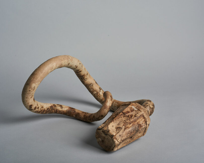 A naturally twisted, light brown tree root or branch with a bulbous end sits on a plain gray background.