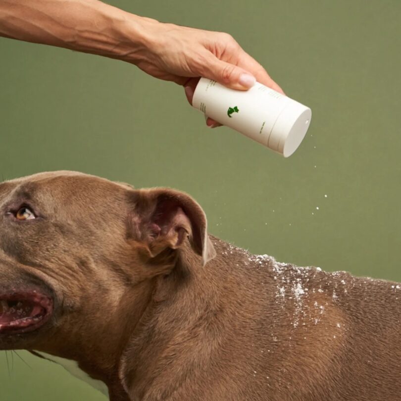 A hand sprinkles dry shampoo powder from a container onto the back of a brown dog against a plain green background