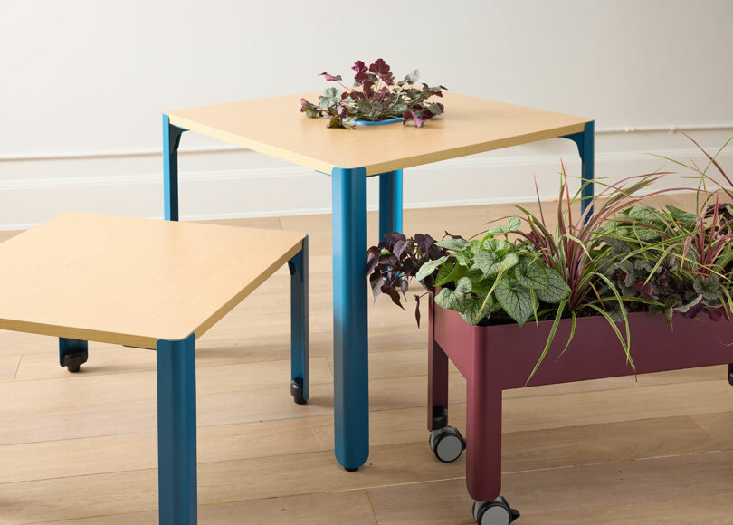 Two square tables with blue legs and light wood tops, and a maroon rectangular planter on wheels, all holding various indoor plants, on a light wood floor.