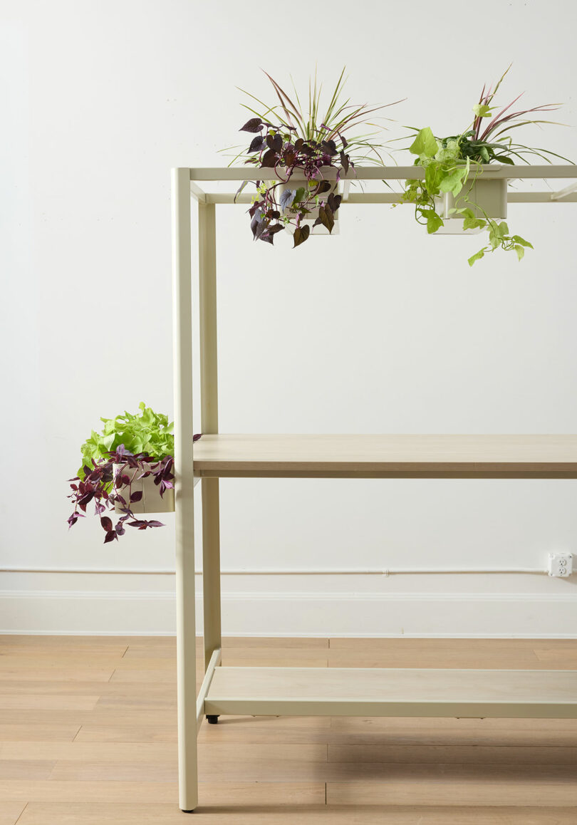 A minimalist light-colored shelving unit with potted green and purple-leafed plants placed on the top and side against a plain white wall.