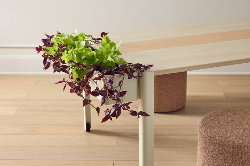 A light wooden table with built-in planter containing green and purple vine plants, next to two round, brown stools on a light wood floor.
