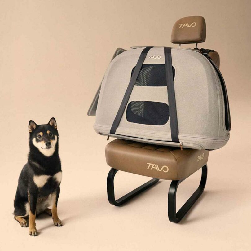 A dog sits next to a modern pet carrier strapped to a brown seat with "Tavo" branding on a neutral background