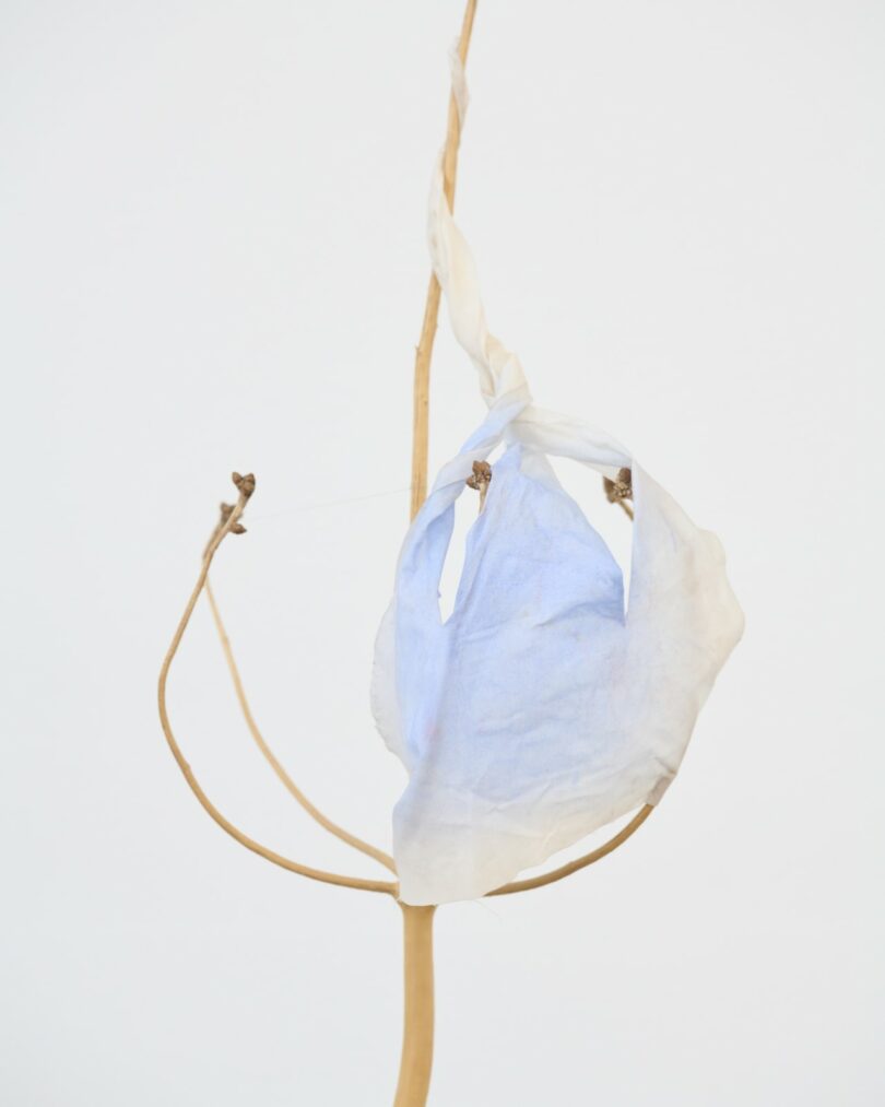 A dried plant stem with two thin branches holds a fragile, translucent white and pale blue leaf against a plain white background